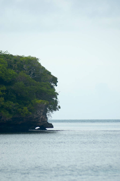 Ένα δέντρο καλυμμένο με κεφάλι που μπαίνει στη θάλασσα με ένα γαλάζιο ουρανό. - Φωτογραφία, εικόνα