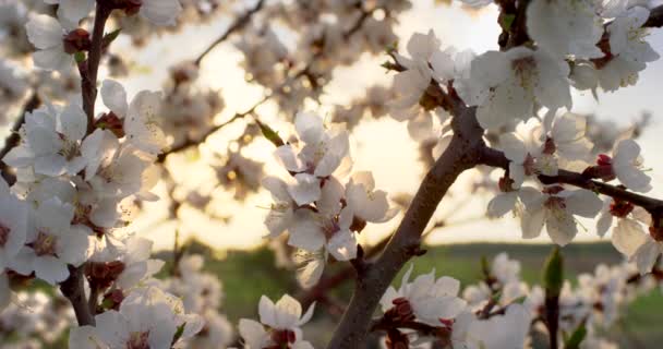 Am Kirschbaum blühen rosa Frühlingsblumen. Aufnahme auf 6k roter Kamera in Zeitlupe. - Filmmaterial, Video