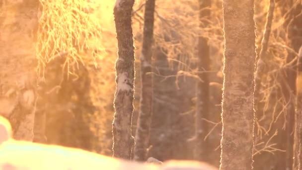 Slow Motion, Ścieśniać: lodowe gałązki i śnieżne pnie drzew w urokliwym lesie przy złotym świetle zachodu słońca. Świeży śnieg spada z mroźnych gałęzi drzew w lesie. Musujące płatki śniegu na słoneczne zimowe poranek - Materiał filmowy, wideo