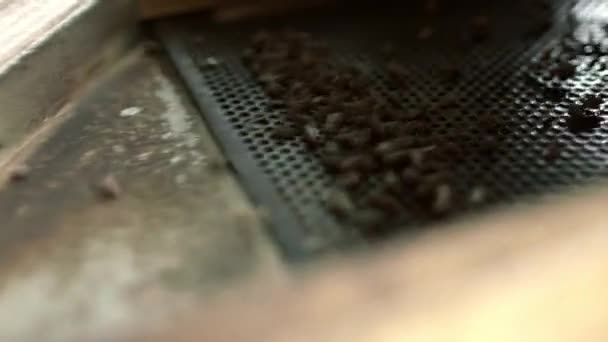 Zaden op raster separator als onderdeel van het techologische proces in de fabriek - Video
