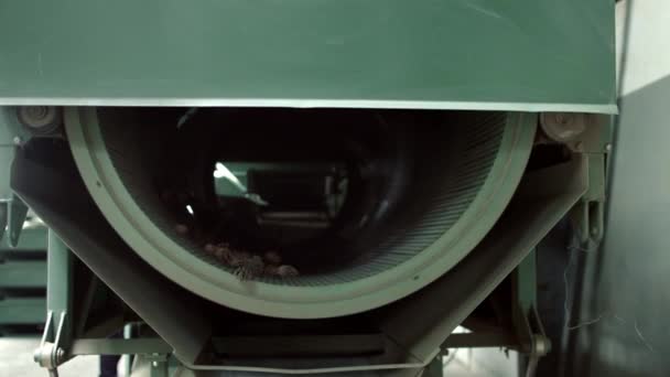 Maschine zum Skalieren von Kegeln. Ausrüstung zur Verarbeitung von Zapfen von Nadelbäumen - Filmmaterial, Video
