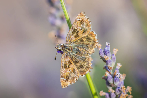 Dingy skipper Erynnis tages on purple lavender - Photo, Image
