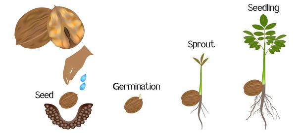 Sequence of a walnut plant growing isolated on white. - Vector, Image