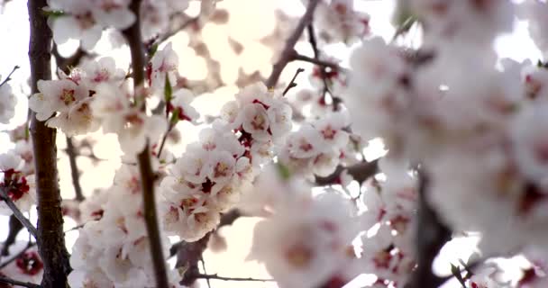 Pink tavaszi virág virágokat a cseresznyefa. Lövés a 6k piros kamera lassítva. - Felvétel, videó