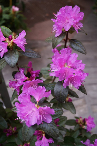 Fiori di azalea viola in un giardino - Foto, immagini