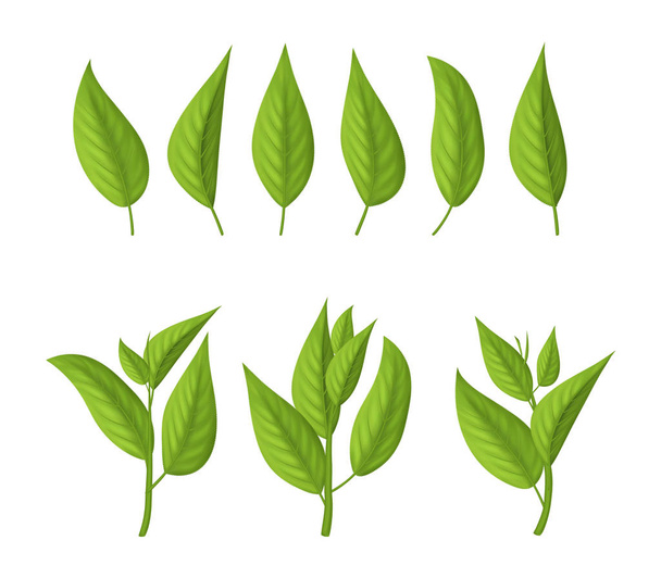 Realistic 3d Detailed Green Tea Leaves Set. Vector - Vetor, Imagem