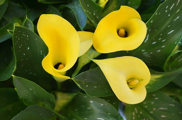 Квіти жовтих кал
 - Фото, зображення