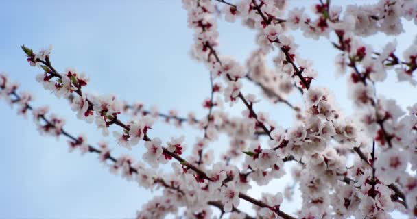 Fleur de printemps rose fleurit sur le cerisier. Tourné sur caméra 6K ROUGE au ralenti
. - Séquence, vidéo