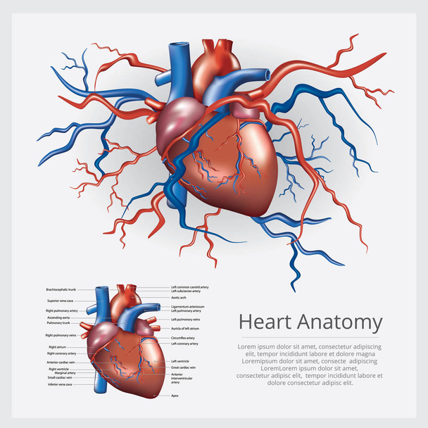Human Heart Anatomy Vector Illustration - Vector, Image