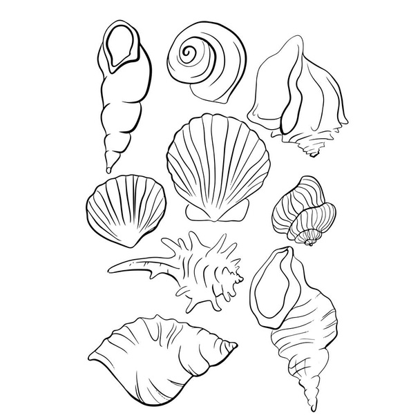 Prachtige Seashell lijn vector illustratie - Vector, afbeelding
