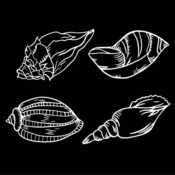 Beautiful seashell line vector illustration - Vector, Image