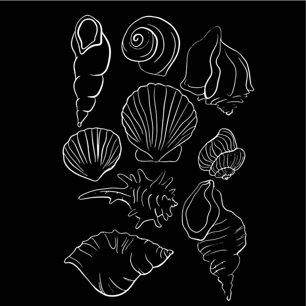 Beautiful seashell line vector illustration - Διάνυσμα, εικόνα