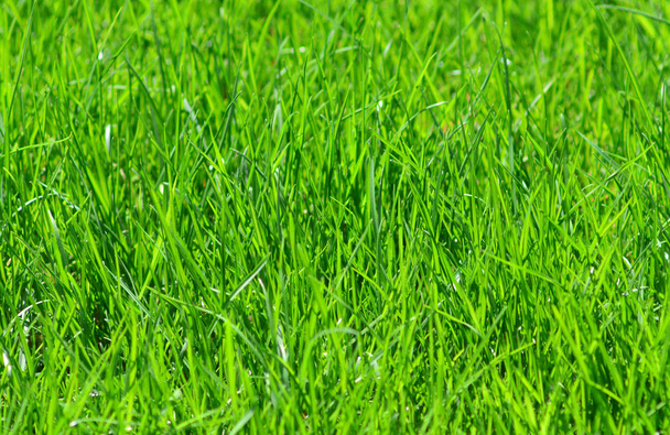 yeşil çim arka plan bakış - Fotoğraf, Görsel