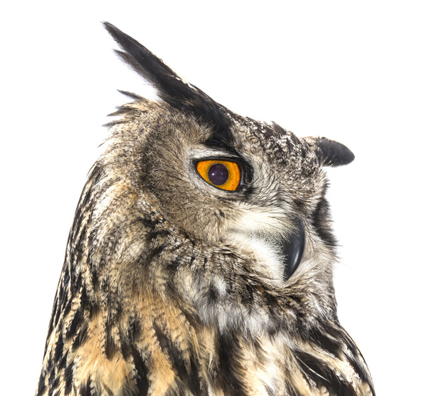 орел Сова
 - Фото, зображення