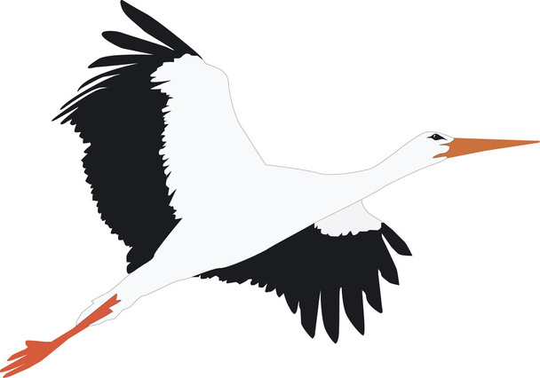 A wonderful stork flies - Vector, Image