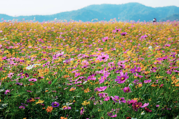 Cosmos on field in summer. - Photo, Image