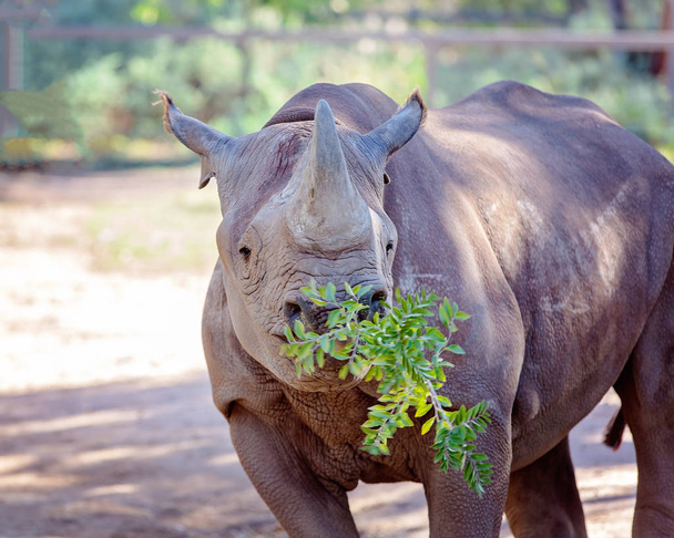 Um rinoceronte preto mastigar um arbusto verde
 - Foto, Imagem