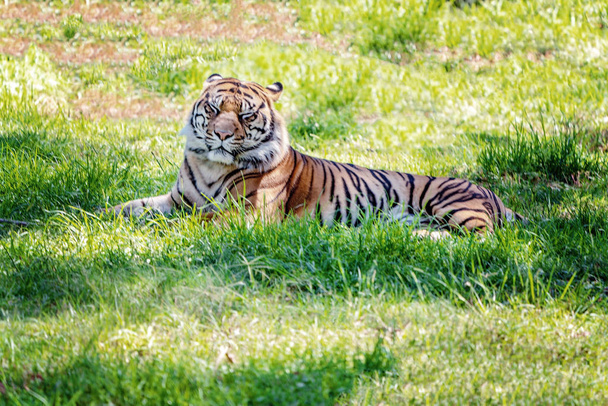 Perfil de un tigre de Sumatra Descanso
 - Foto, imagen
