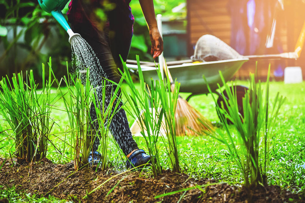 Women watering Lemongrass in vegetable plots kitchen garden. - Foto, immagini