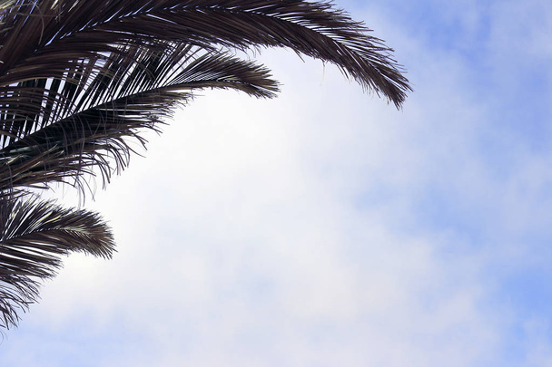 Palmová větev a nebe s bílým mrakem na slunci - Fotografie, Obrázek