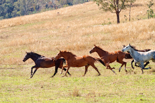 Стадо диких лошадей, бегущих по пересеченной местности
 - Фото, изображение