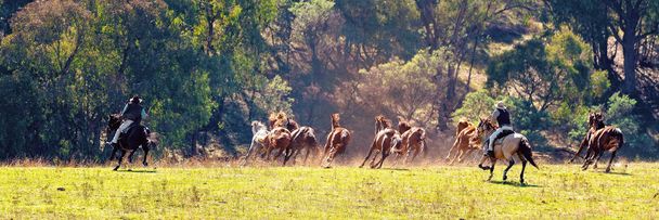 Vaqueros pastoreando caballos salvajes en un país espectacular
 - Foto, imagen
