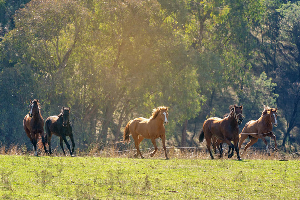 Стадо диких лошадей, бегущих по пересеченной местности
 - Фото, изображение