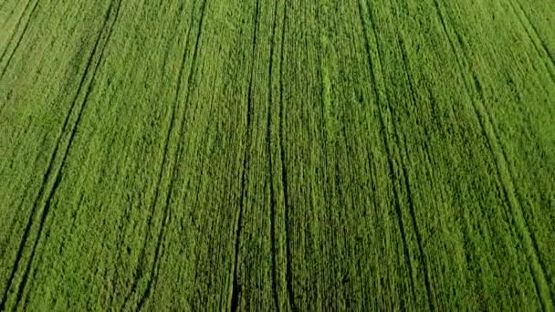 Vista aerea di un campo di grano - Filmati, video