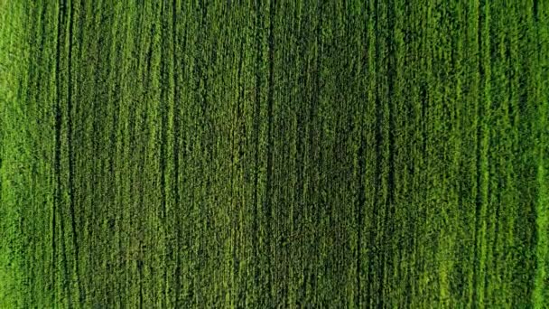 Vista aerea di un campo di grano - Filmati, video