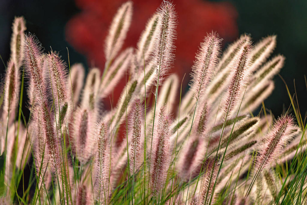 Brillante hierba esponjosa en primer plano
 - Foto, imagen