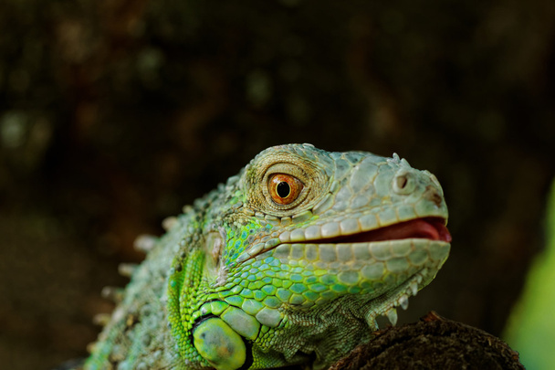 портрет про зелену ігуану
 - Фото, зображення