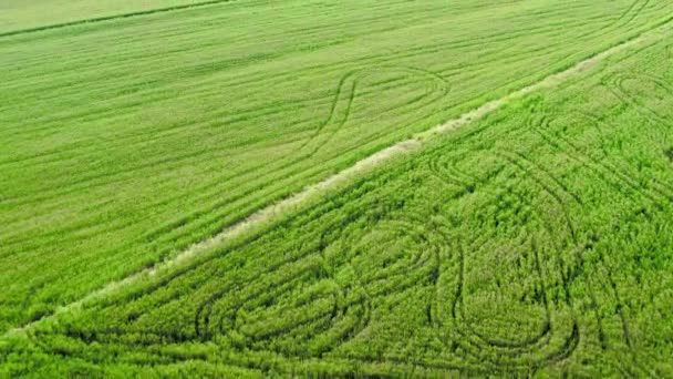 Vista aerea di un campo di grano - Záběry, video