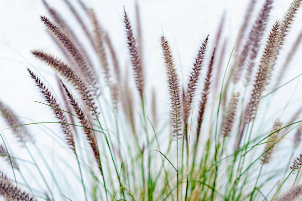 Grass Fronds Against A Painted White Wall - Photo, Image