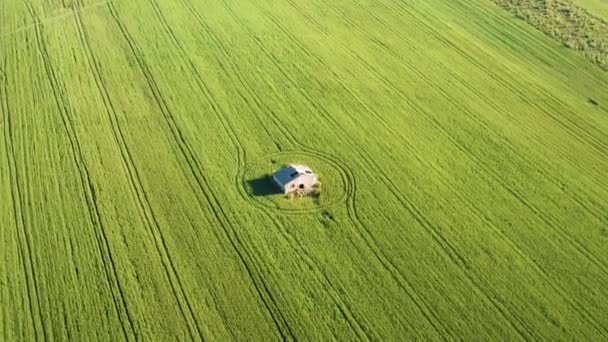 Vista del aire en un campo de grano - Metraje, vídeo