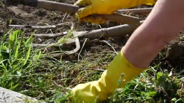 nainen poistaa rikkaruohot puutarhasta, lähikuva
 - Materiaali, video