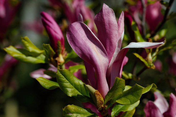 Rama de siebolds rosa magnolia árbol en el jardín de primavera
 - Foto, Imagen