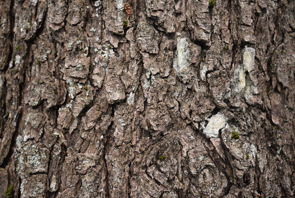 Tree bark. - Фото, изображение