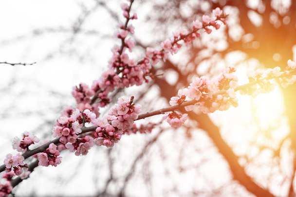 Spring cherries, pink flowers. Flowering fruit trees. - Photo, image
