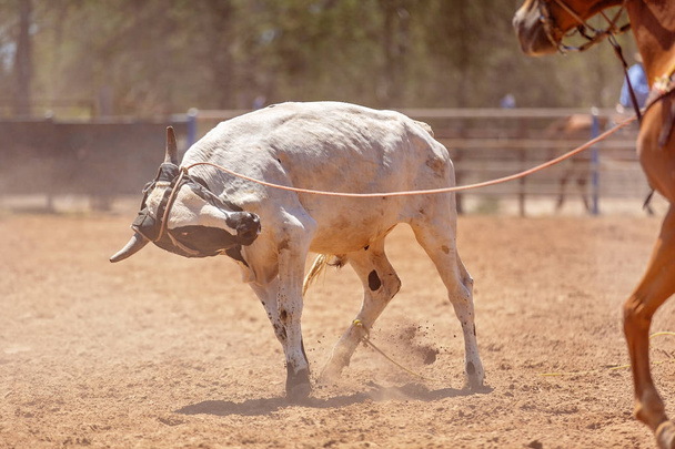 Командный теленок скачет по загородной роще
 - Фото, изображение