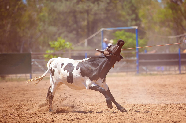 Командный теленок скачет по загородной роще
 - Фото, изображение