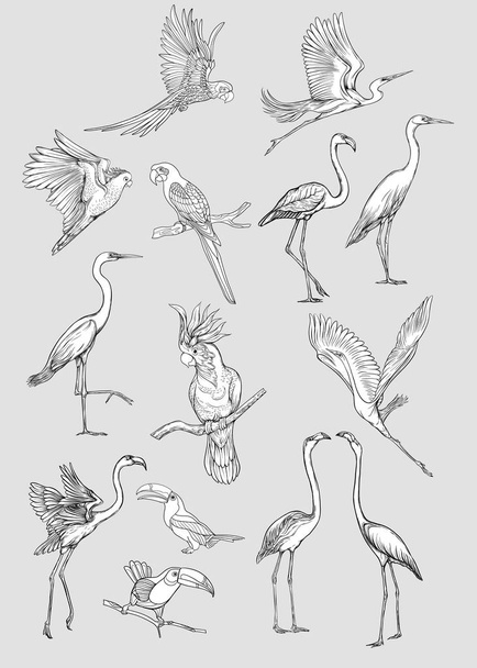 Set of tropical plans  birds. - Vettoriali, immagini