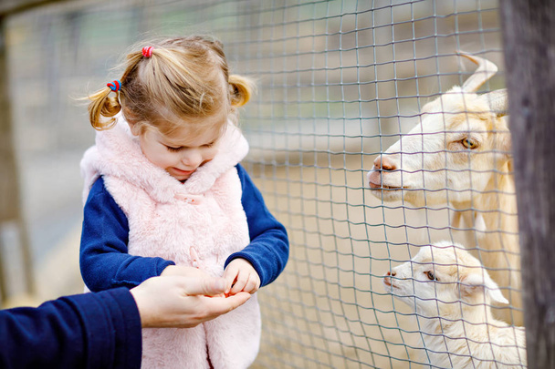 Urocza dziewczynka karmiąca małe kozy i owce na farmie dla dzieci. Piękne dziecko pieszczące zwierzęta w zoo. Podekscytowana i szczęśliwa dziewczyna na rodzinny weekend. - Zdjęcie, obraz