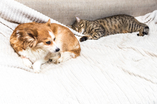 Kot i pies są leżąc na łóżku razem. Koncepcja zwierzęta. - Zdjęcie, obraz