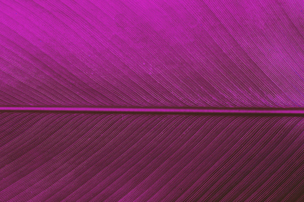 Creative tropical palm leaves purple light - Photo, Image