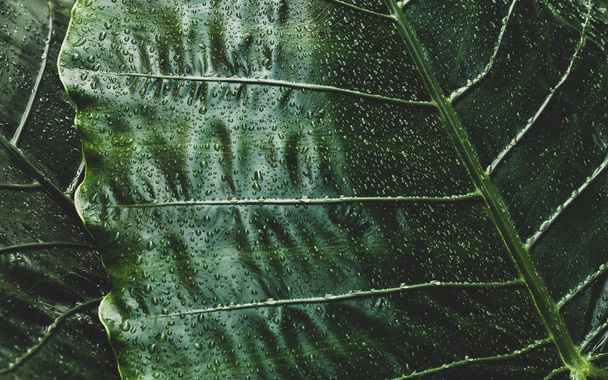 foglie tropicali umide verde scuro
 - Foto, immagini