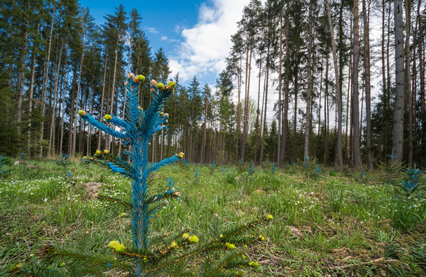 Odnowienie lasu. Młody świerk szczegółowo. Picea. Igły malowane na niebiesko - Zdjęcie, obraz