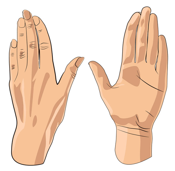 Open handen geïsoleerd op wit. Illustratie op witte achtergrond - Vector, afbeelding