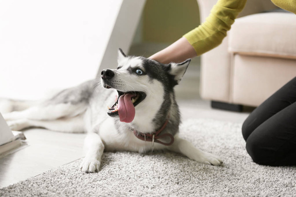 Αξιολάτρευτο Χάσκι σκύλος με τον ιδιοκτήτη στο σπίτι - Φωτογραφία, εικόνα