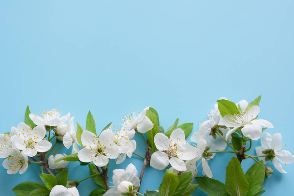Border of spring white blossom branches on pastel blue. Floral pattern. Space for text. - Fotoğraf, Görsel