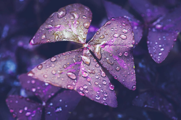 Gouttelettes d'eau sur les feuilles. Feuilles violettes
 - Photo, image